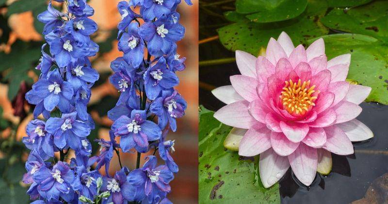 Pixabay/manfredrichter/MabelAmber